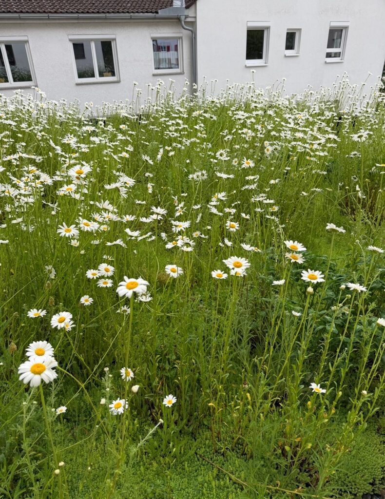 Extensive Dachbegrünung in Tuttlingen-Möhringen mit blühenden Pflanzen und weißen Margeriten auf einem Flachdach